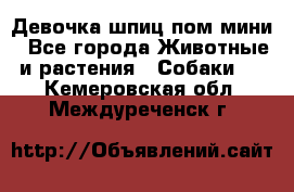 Девочка шпиц пом мини - Все города Животные и растения » Собаки   . Кемеровская обл.,Междуреченск г.